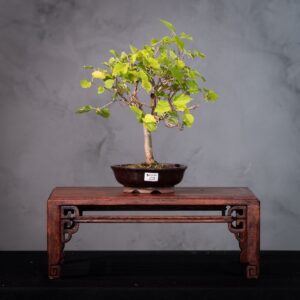 Bonsai de Amora com Frutos Comestíveis Abundantes | Fácil Cuidado (AMO 1)