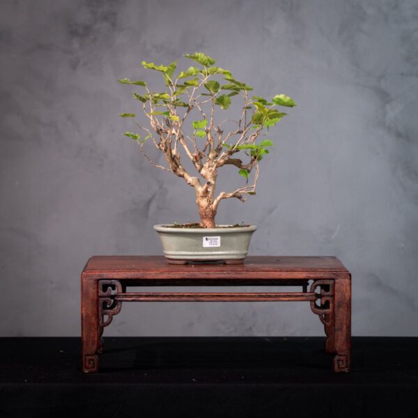 Bonsai de Amora com Frutos Comestíveis Abundantes | Fácil Cuidado | AMO 1