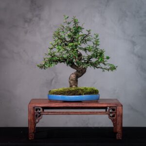 Bonsai Caliandra Branca (Calliandra brevipes) Floresce o Ano Todo (CAB 01)