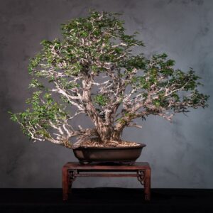 Bonsai Caliandra Spinosa Nativa com Casca Ornamental e Flores Pompom (CAS 1)