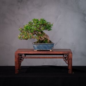 Bonsai Cerejeira Silvestre Anã Nativa (Eugenia mattosii) Flor e Fruto (CES 1)