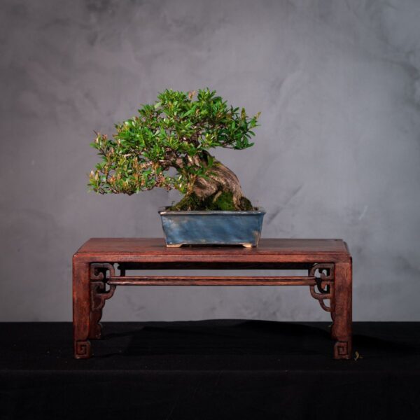Bonsai Cerejeira Silvestre Anã Nativa (Eugenia mattosii) Flor e Fruto (CES 1)