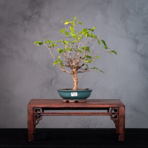 Bonsai de Amora com Frutos Comestíveis Abundantes | Fácil Cuidado (AMO 2) (cópia)