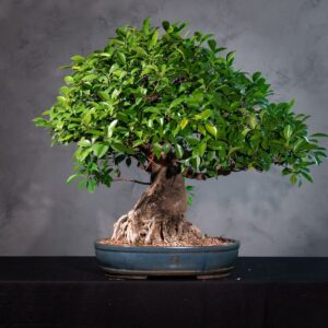 Bonsai Ficus Resistente para Iniciantes | Ideal para Ambientes Internos (FIC 1)