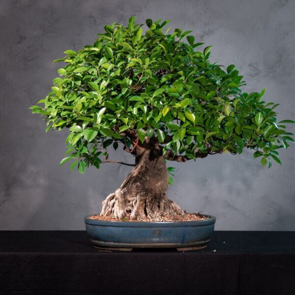 Bonsai Ficus Resistente para Iniciantes | Ideal para Ambientes Internos (FIC 1)