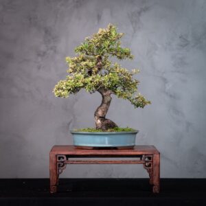 Bonsai Piracanta Variegata com Frutos Vermelhos e Folhagem Mista (PIR 01)
