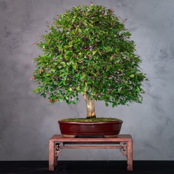 Comprar Bonsai de Pitanga nativa (Ref. PIT-1), estilo raro "mãe e filho". Bonsai frutífero com copa densa, já com flores/frutos. Ideal para colecionadores.