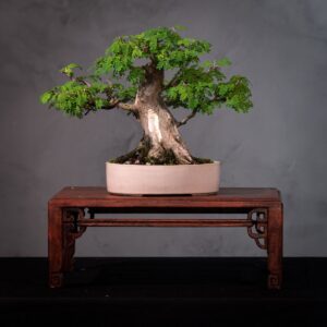 Bonsai Piteco Nativo com Casca Escultural (Chloroleucon tortum) (PIT 1)
