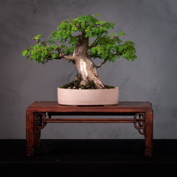 Bonsai Piteco Nativo com Casca Escultural (Chloroleucon tortum) (PIT 1)