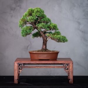 Bonsai Juniperus Shimpaku Kishu Estilo Moyogi com Madeira Morta (SHK 02)