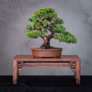 Bonsai Juniperus Shimpaku Kishu (Ref. SHK 04)