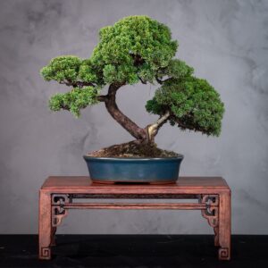 Bonsai Juniperus Shimpaku Kishu Estilo Tronco Duplo Sinuoso (SHK 05)