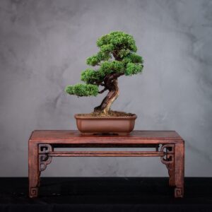 Bonsai Juniperus Shimpaku Kishu Clássico (Ref. SHK 06)