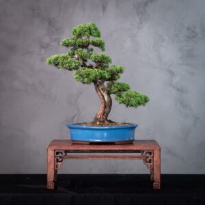 Bonsai Juniperus Shimpaku Kishu Alto Porte Escultural com Shari (56cm) (SHK 07)