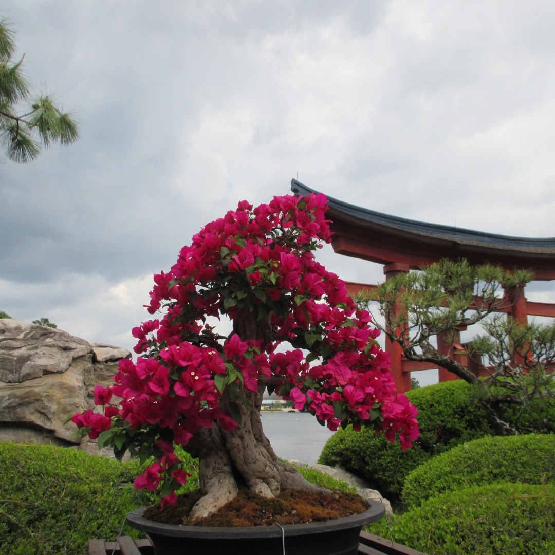 Bonsai Japão 1 1080x1080