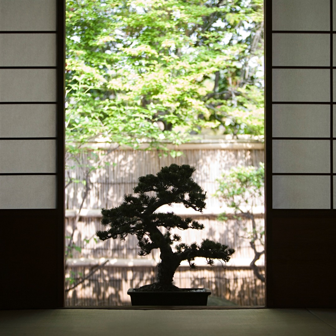 Bonsai Japão 2 1080x1080